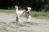 PARSON RUSSEL TERRIER 120